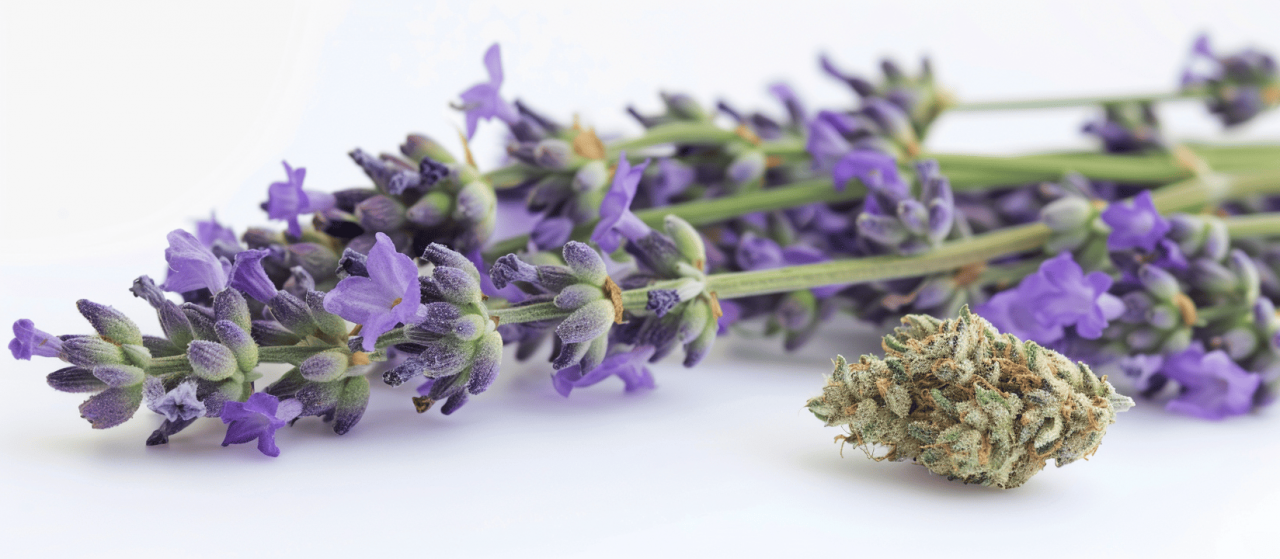 Flores de lavanda ricas en linalool, principal compuesto aromático con propiedades relajantes.
