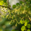 Primer plano de una planta con semillas verdes y vainas pequeñas en una rama, representando un extracto vegetal utilizado en complementos alimenticios.