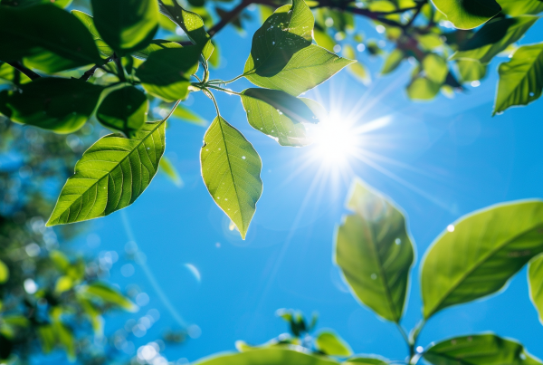 Sol brillante entre hojas verdes sobre cielo azul representando la exposición solar en primavera y sus beneficios para la piel.